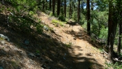 PICTURES/Smith Ravine Trail/t_Trail Shot1.JPG